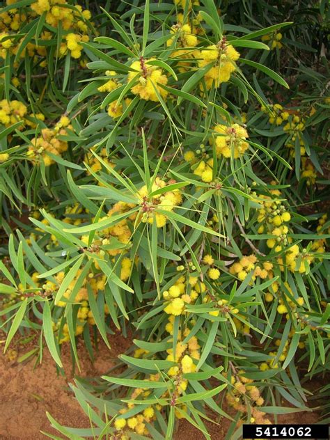 small Philippine acacia (Acacia confusa) .